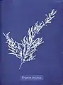 Sargassum bacciferum