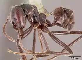 Anonychomyrma murina