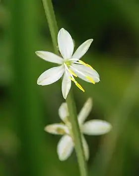 Anthericum liliago