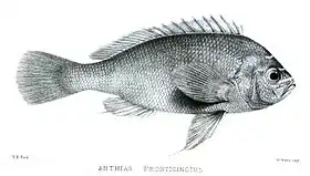 Holanthias fronticinctus (Günther 1868)