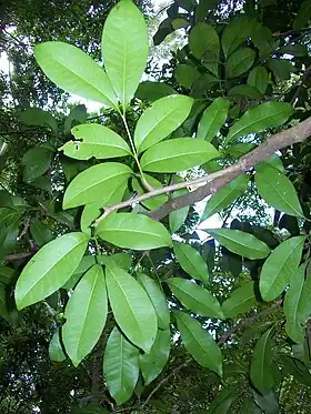 Anthocarapa nitidula