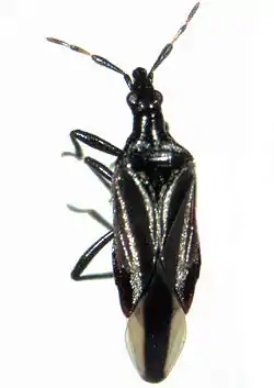 Anthocoris austropiceus