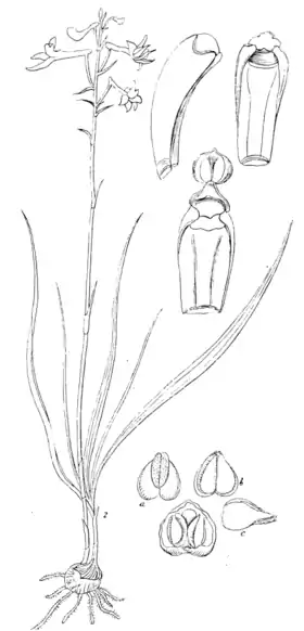 Anthogonium gracileDesenho a:W. Griffith & J. McClelland:Icones Plantarum Asiaticarum