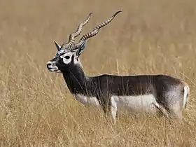 Antílope-negro (Antilope cervicapra)