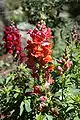 Antirrhinum majus