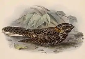 Ilustração de J. G. Keulemans para Biologia Centrali-Americana (1879–1904)