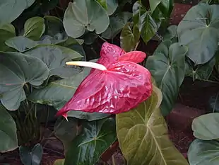 Anthurium andraeanum.