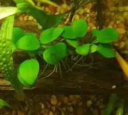 Anubias barteri var nana