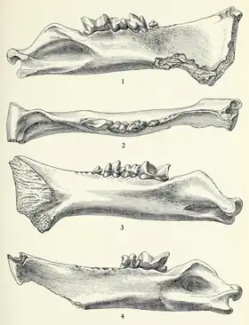 holótipo de Apataelurus kayi, feitas por Scott em 1938