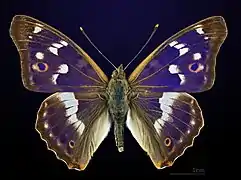 ♂ Apatura ilia