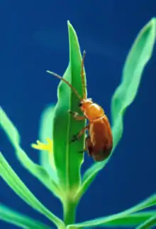 Aphthona flava, um representante do gênero
