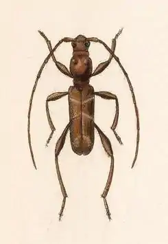 Aphysotes tubericollis