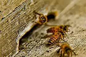 A. cerana indica, Nepal