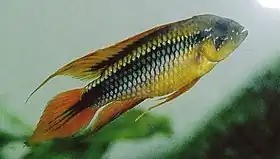 Apistogramma agassizii
