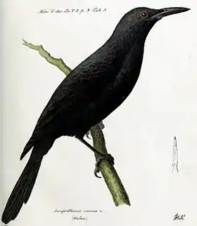 Ilustração de 1831