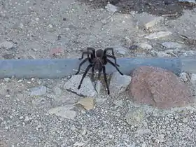 Aphonopelma sp., provavelmente A. iodius (macho).