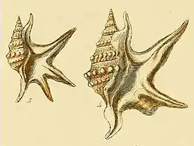 Espécies de Aporrhaidae Gray, 1850 em ilustração de 1859, retirada do livro Illustrated index of British shells: containing figures of all the recent species, with names and other information: à esquerda Aporrhais serresiana (Michaud, 1828); à direita Aporrhais pespelecani (Linnaeus, 1758).