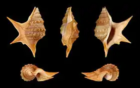 Cinco vistas da concha de Aporrhais senegalensis Gray, 1838, encontrada na África Ocidental e considerada a menor espécie do gênero Aporrhais da Costa, 1778. Espécime de Angola.