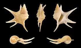 Cinco vistas da concha de Aporrhais serresiana (Michaud, 1828), espécie de Aporrhais da Costa, 1778 encontrada da Islândia e Noruega até o oeste do mar Mediterrâneo e norte do Marrocos, incluindo o mar Báltico e mar do Norte. Espécime de Málaga, na Espanha.