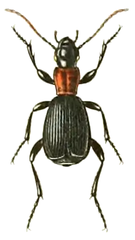 Aptinus displosor