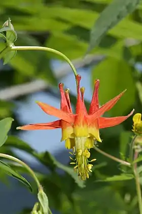 Aquilegia formosa ssp. formosa