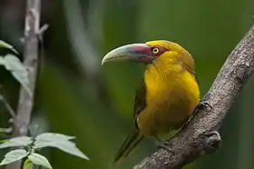 Fotografia do araçari-banana (Pteroglossus bailloni).