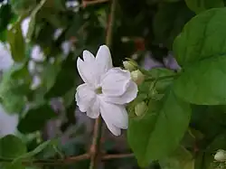 Jasminum sambac cultivar 'Maid of Orleans' (Tunísia).