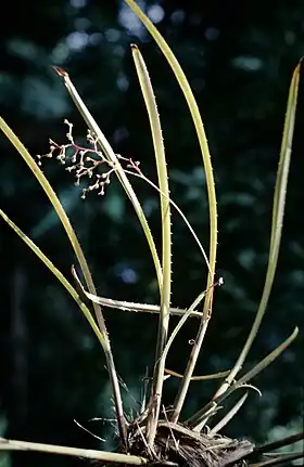 Araeococcus flagellifolius
