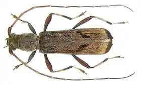 Araespor callosus