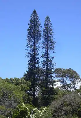 Araucaria columnaris