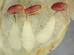 Detalhe dos estames (com a corola aberta).