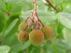 Folhagem e frutos imaturos.