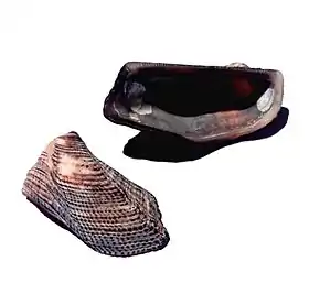 Valvas de conchas de A. imbricata, coletadas em Ubatuba, região sudeste do Brasil, na década de 1990.