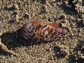 Valva de uma concha de A. noae; em Alicante, Comunidade Valenciana, Espanha.