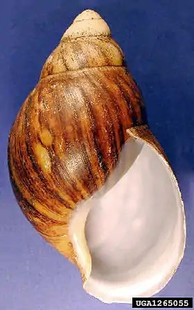 Archachatina marginata