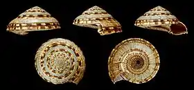 Cinco vistas da concha de Architectonica maxima (Philippi, 1849); espécime do Indo-Pacífico. Alcançando mais de 8 centímetros de diâmetro, este é o maior membro da família Architectonicidae.