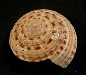 Concha de A. nobilis Röding, 1798; espécime coletado em Vitória, Espírito Santo, Brasil.