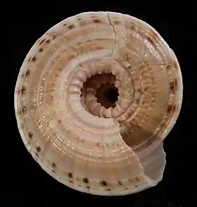Concha de A. nobilis Röding, 1798; espécime coletado em Vitória, Espírito Santo, Brasil.