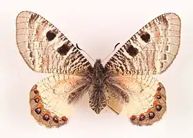 Archon apollinus