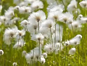 Algodão do ártico crescendo perto de Inuvik, Canadá