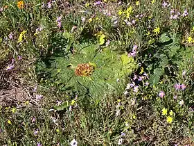 Arctopus echinatus L., West Coast Parque nacional, Cabo Ocidental, África do Sul