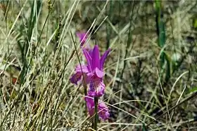 Arethusa bulbosa
