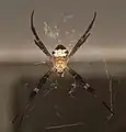 Argiope pulchella