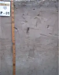 Argissolo Acinzentado (SIBCS, 2018)