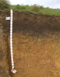 Argissolo Bruno-Acinzentado (SIBCS, 2018)