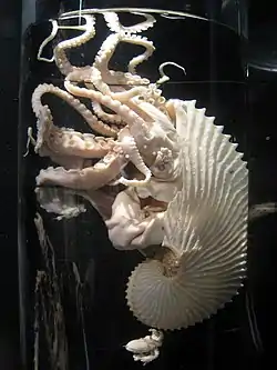 Argonauta argo (espécie tipo).