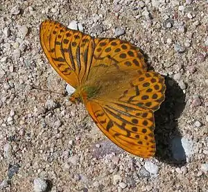 Fotografia da borboleta Argynnis paphia, uma espécie da região paleártica cujo gênero nomeia a tribo Argynnini.