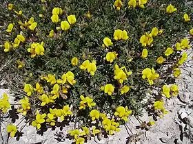 Argyrolobium zanonii