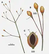 Diagrama de Arlenea, mostrando a região terminal com estruturas reprodutivas femininas (B) e secção transversal de uma estrutura reprodutiva feminina (C)
