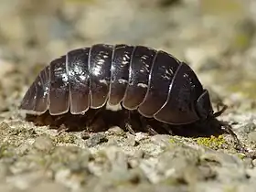 É característica da espécie Armadillidium vulgare o corpo convexo e cinza-escuro.